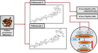 Trilliumosides K and L, two novel steroidal saponins from rhizomes of Trillium govanianum, as potent anti-cancer agents targeting apoptosis in the A-549 cancer cell line